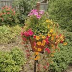 Kolorowe kwiaty w donicach