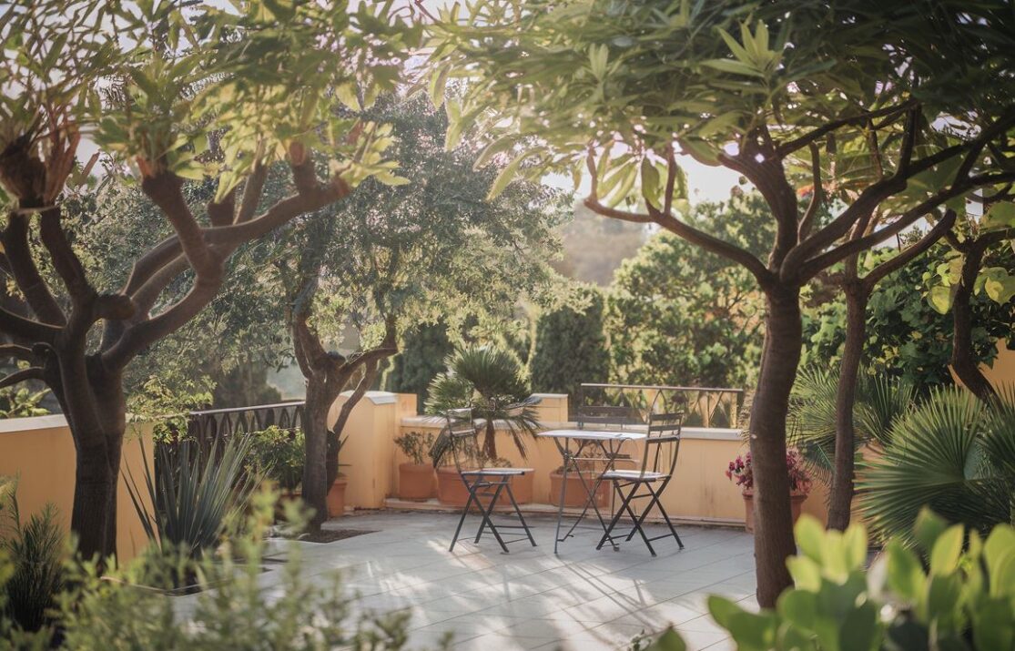 Drzewa ozdobne przy tarasie