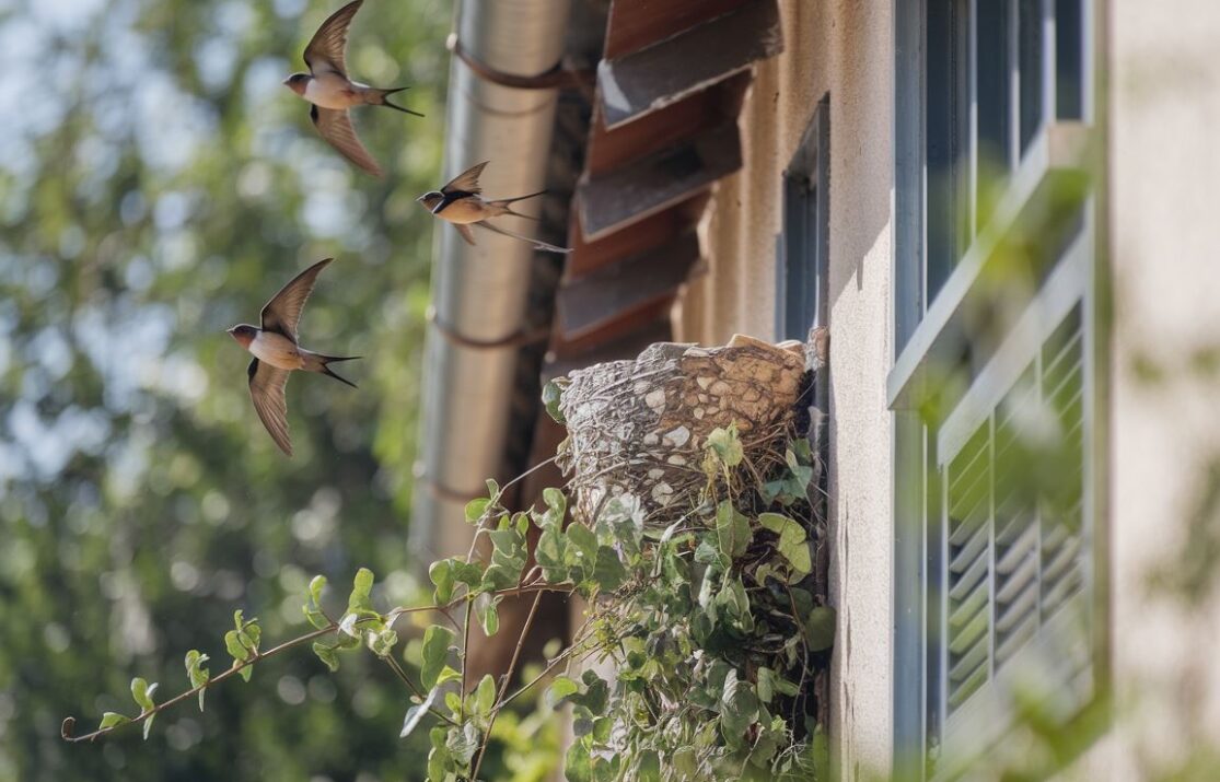 Gniazdo jaskółek w naturalnym otoczeniu